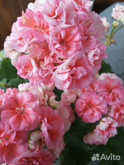 Пеларгонии сортовые