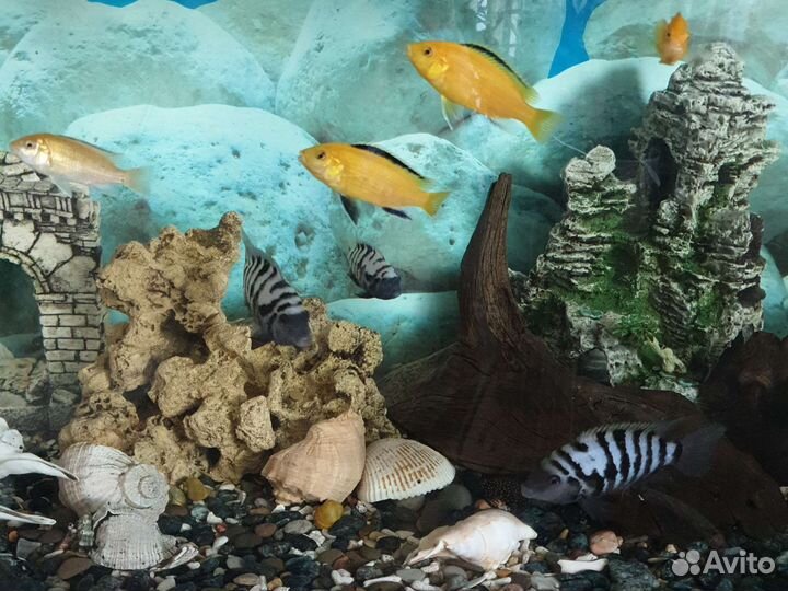 Аквариумные рыбки цихлиды