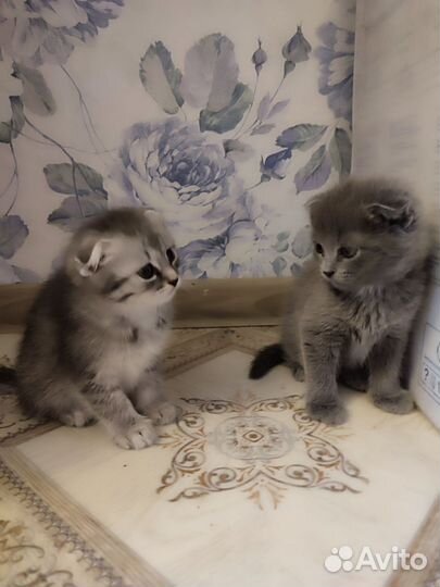 Отдам котяток