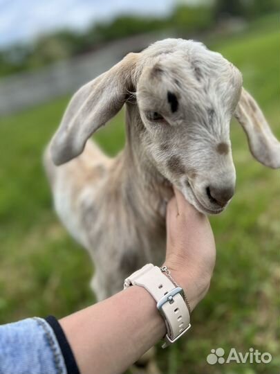 Англо-нубийские козлята