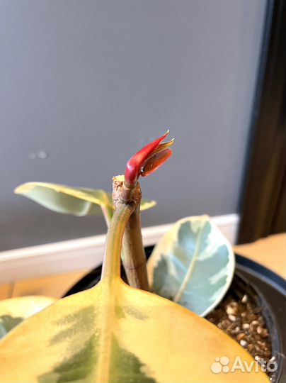 Фикус эластика тинеке