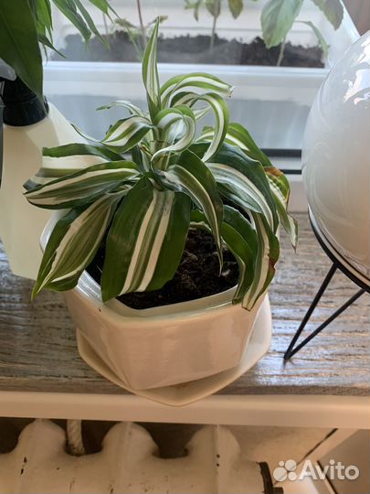 Пальма драцена