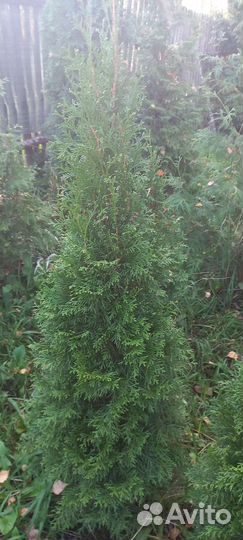 Туя Смарагд