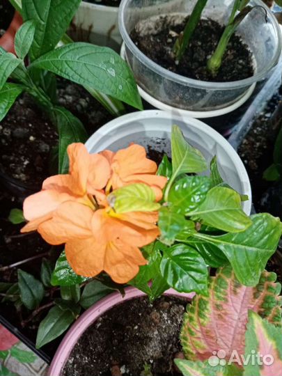 Калатея нетворк мазаика