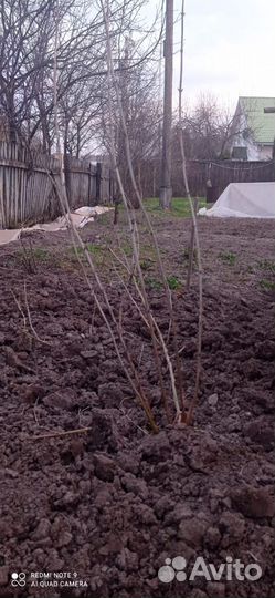 Гортензия белая саженцы