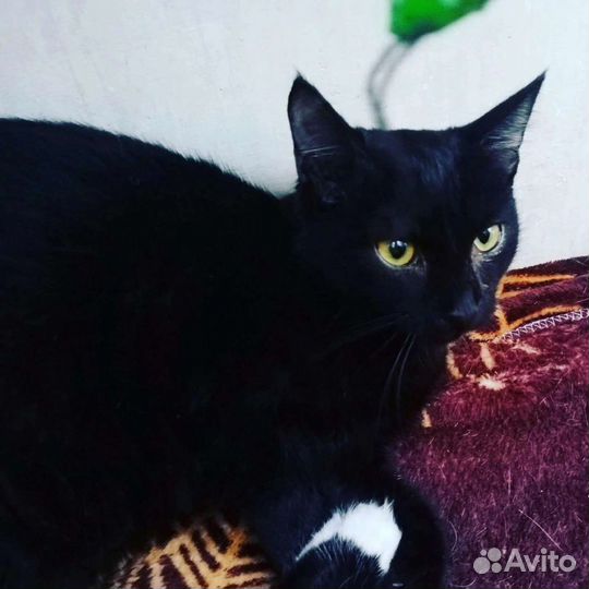 Кошечка Ася