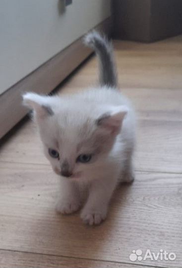 Котята 1,5 месяца