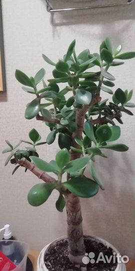 Крассула толстянка, денежное дерево