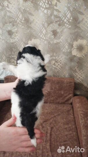 Собаки щенки