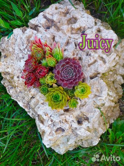 5.Сортовые Суккуленты Молодило.Каменные розы
