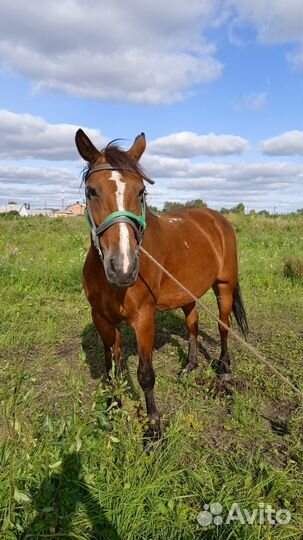 Продам лошадь 6 лет