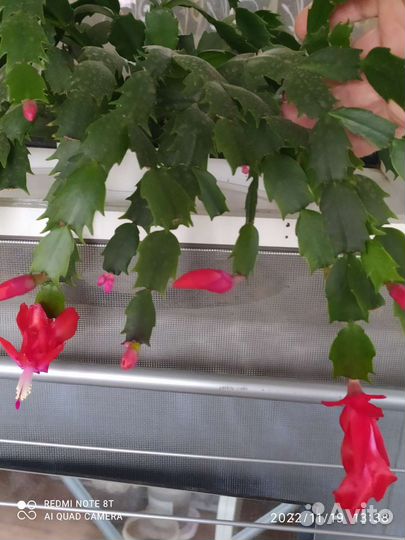 Декабрист шлюмбергера сортовые