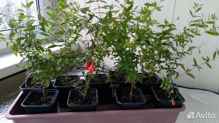 Саженцы комнатного граната