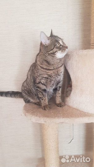 Котик Бруняша ищет дом