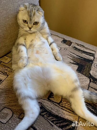 Шотландская кошка