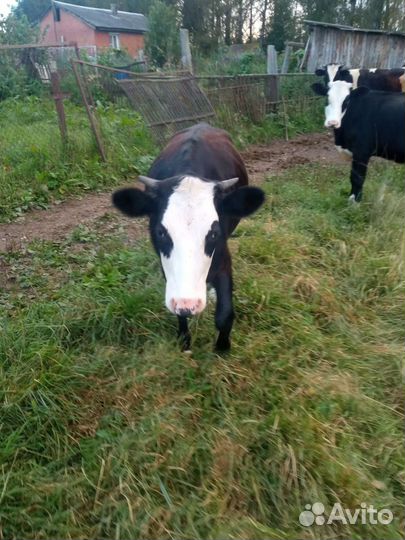 Корова тëлки бычок