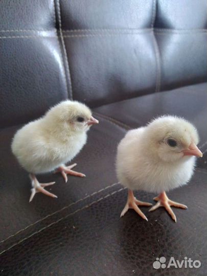 Куры молодки несушки