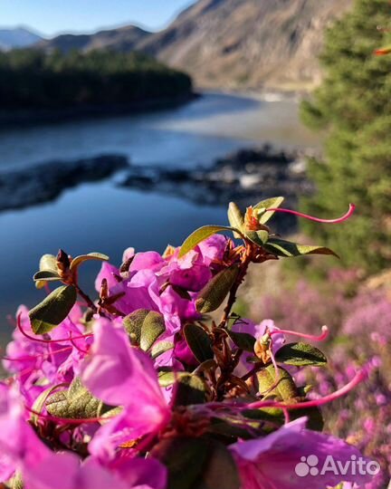 Экскурсии в Горный Алтай. Цветение маральника