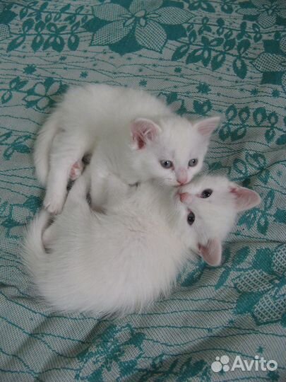 Котята девочки