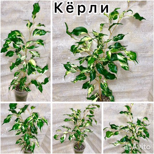 Редкие сорта фикусов (часть 6)