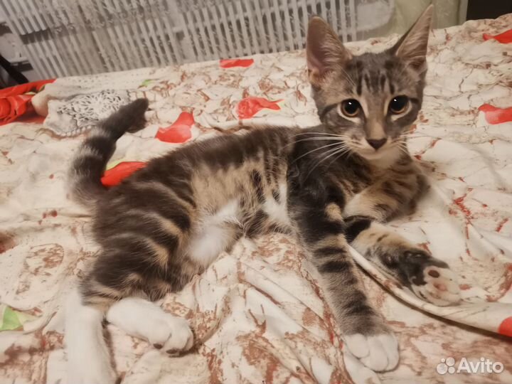 Котёнок в добрые руки