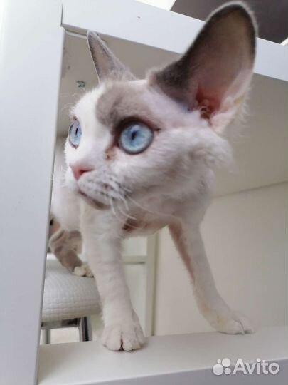 Девон-рекс кошка