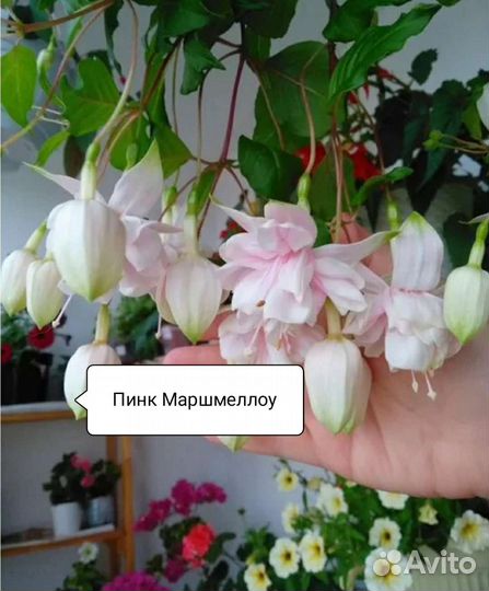 Фуксия много сортов на срез