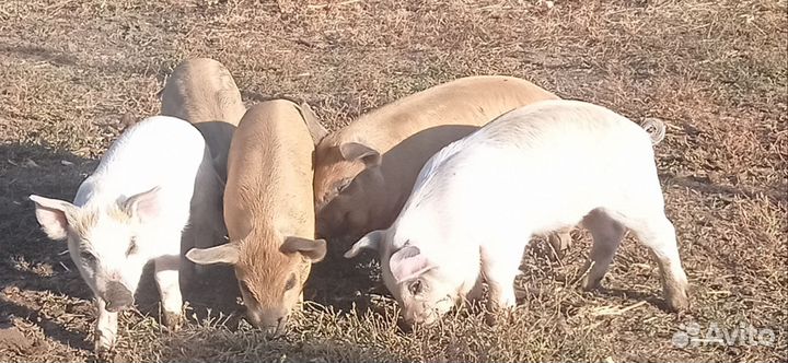Поросята