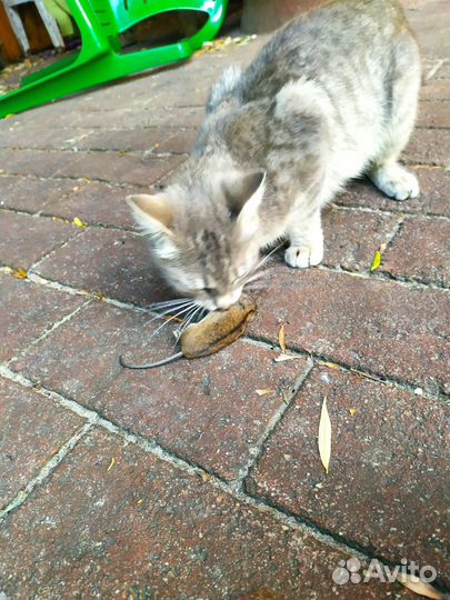 Котята отдам бесплатно
