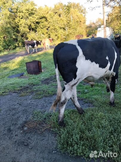 Продается бык
