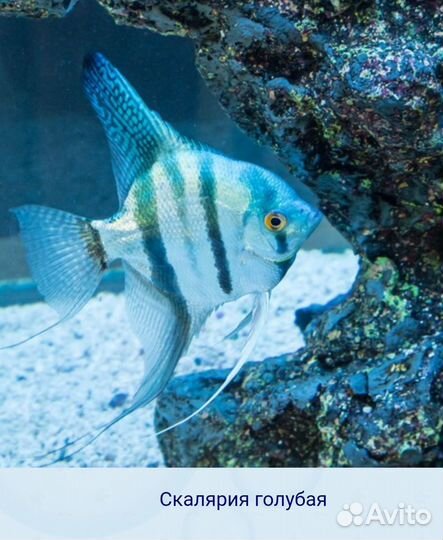 Скалярии в ассортименте в магазине м Беляево