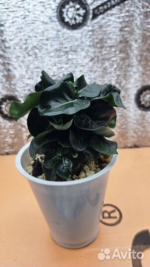 Адениум mini red size