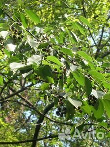 Черемуха поздняя (Padus serotina) съедобная