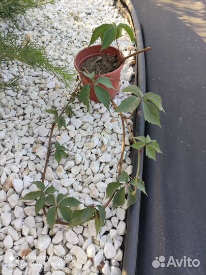 Саженцы девичий виноград