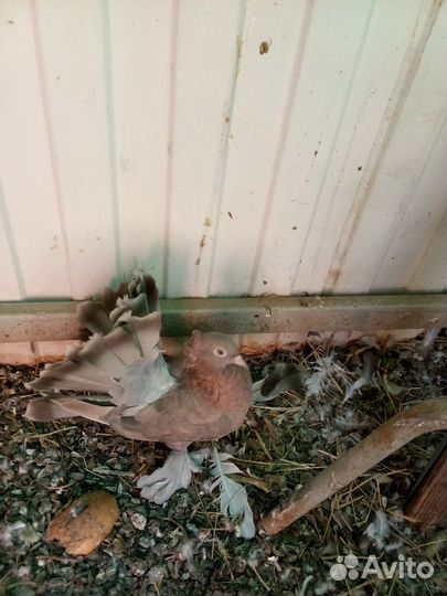 Голуби породы павлин