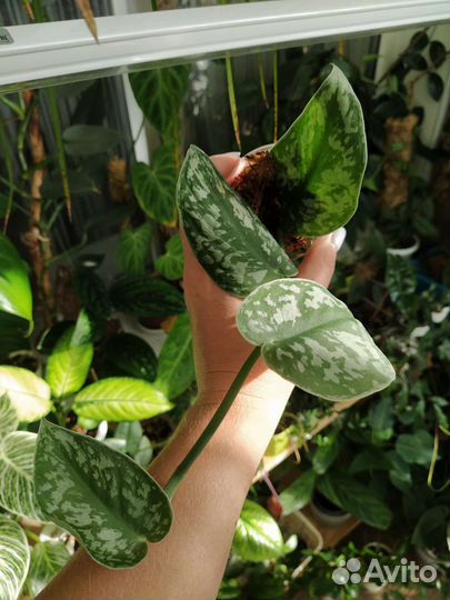 Комнатные растения