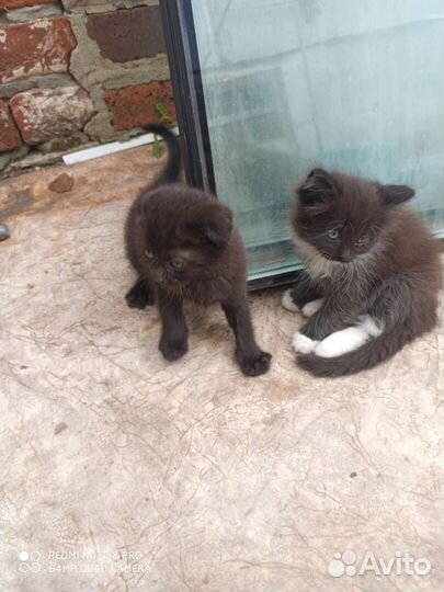 Отдам очаровательных котят в самые добрые руки