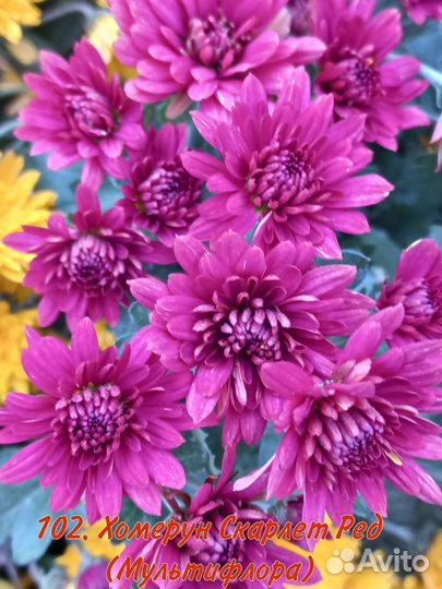 Хризантема мультифлора