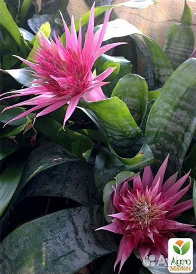 Детки Эхмея. 3 шт в одном горшке