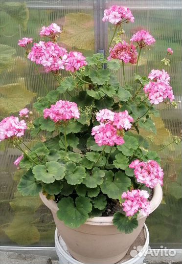 Герань пеларгония