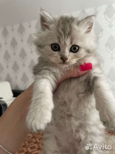 Шотландская кошка