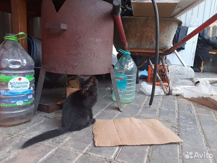 Котята 2,5 мес