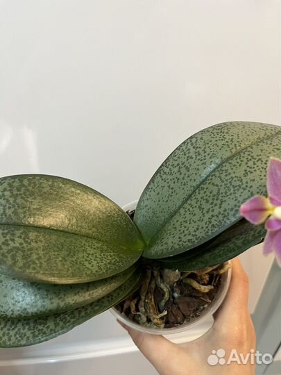 Орхидея фаленопсис