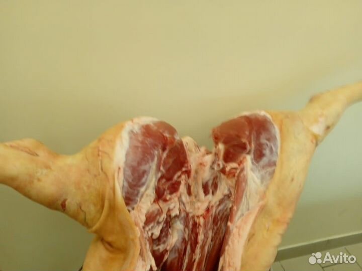 Приму заказ на свинину : туши, полу-туши