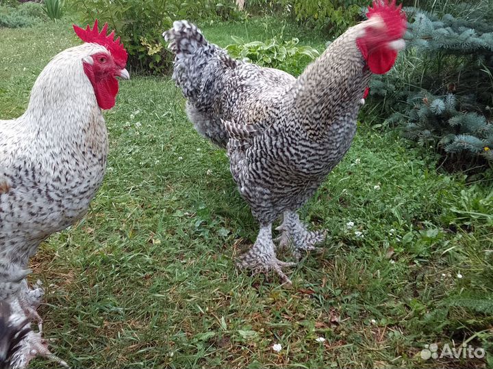 Петушки Мехеленской кукушки 8 месяцев, крупные