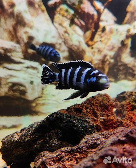 Продаю мальков малавийских цихлид в ассортименте