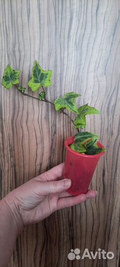 Плющ хедера пестролистный