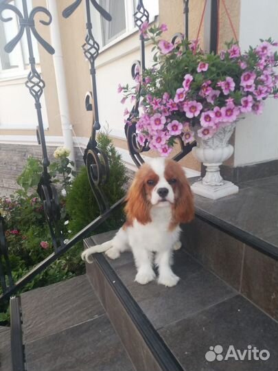 Фенечка девочка Кавалер Кинг Чарльз Спаниель