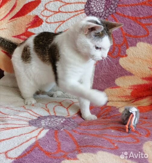 Манюня ищет дом