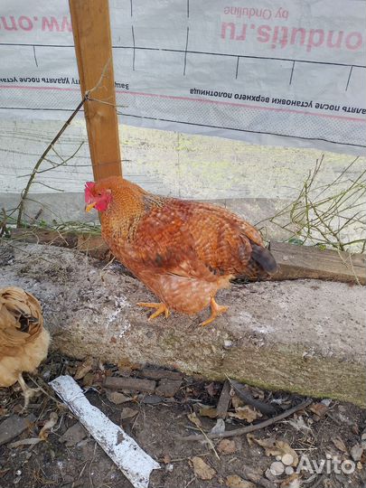 Молодые Петушки, продам или обменяю на несушек